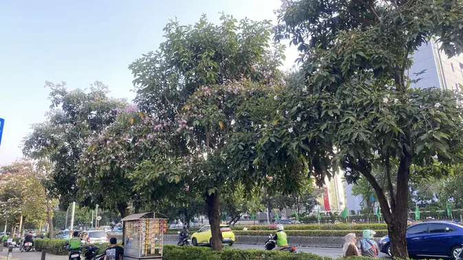 Tabebuya Mekar di Ibu Kota, DKI Siapkan Ribuan Pohon Penghijauan Baru