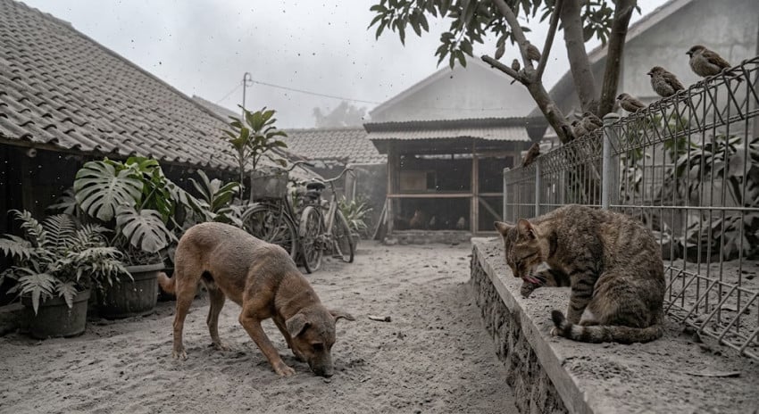 Abu Anak Krakatau Mengancam Hewan Peliharaan Outdoor di Jabodetabek