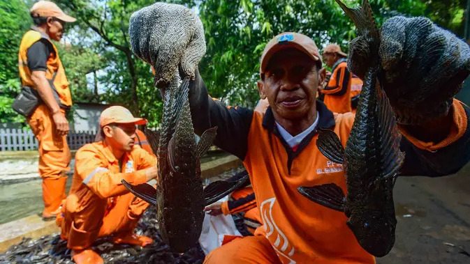 Kajian Ikan Sapu-Sapu Masuk APBD Perubahan DKI, Dinas KPKP Siapkan Rp250 Juta